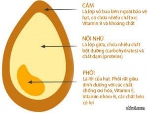 Cơm Gạo Lứt